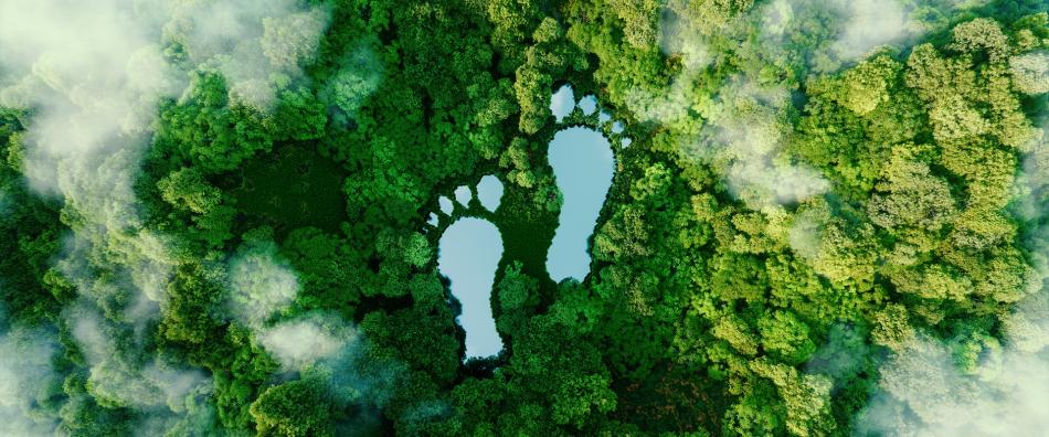 footprints in the woods